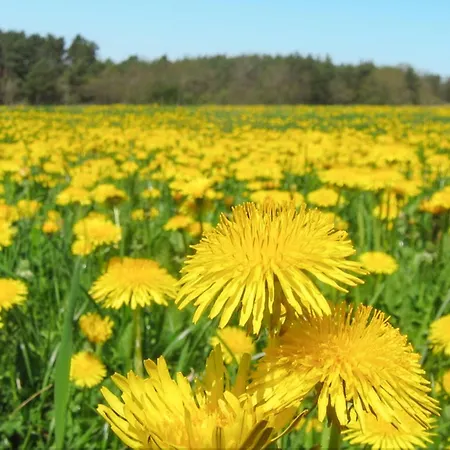 Semesterbostad Amazing In *